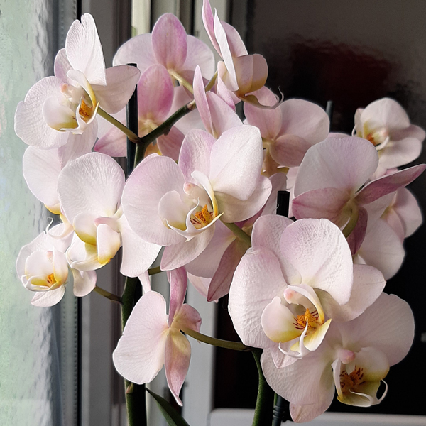 Luxury Flower